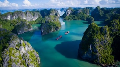 Régénération de la verdure sur les montagnes rocheuses de la baie d'Ha Long