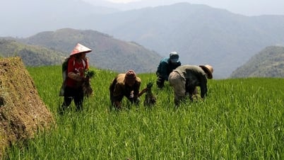 Production précoce de riz dans les hautes terres de Muong Te
