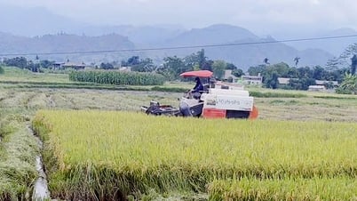 Die Stadt Nghia Lo setzt einen Plan zur Winter- und Frühlingsreisproduktion um