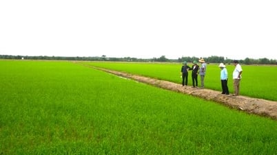 Concentration sur l'entretien du riz d'été-automne 2025