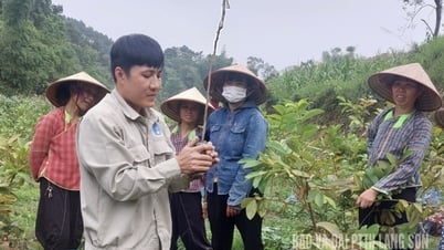 Као Лок: Искусство сельской славы
