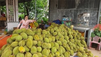 Lần đầu tiên xuất khẩu sầu riêng đông lạnh sang Trung Quốc