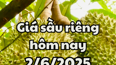 Giá sầu riêng hôm nay 2/6/2025: Nhiều lô hàng bị cấm thông quan