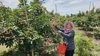Tiềm năng phát triển xuất khẩu nhãn