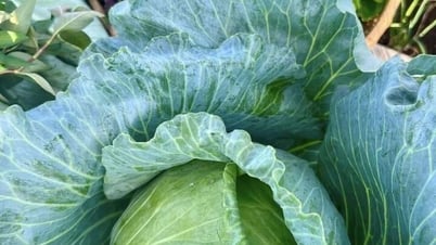 Los expertos nombran las verduras de verano que tienen más probabilidades de absorber sustancias químicas