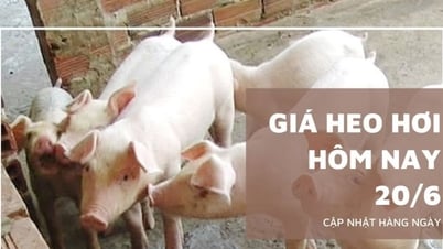 Schweinepreis heute, 20. Juni: Leichter Rückgang um 1.000 VND/kg im Süden...