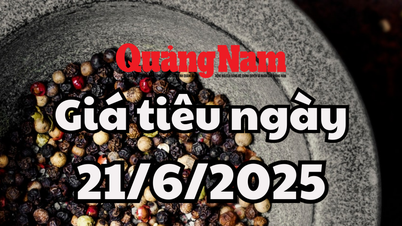 Tin tức, dự báo giá tiêu ngày mai 21/6/2025 đà giảm tạm thời ngừng lại