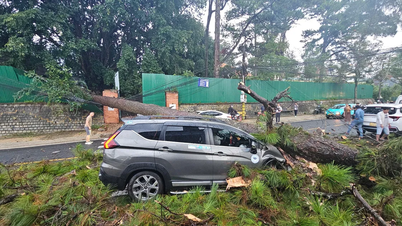 Da Lat: Uralte Kiefer entwurzelt und Auto zerquetscht