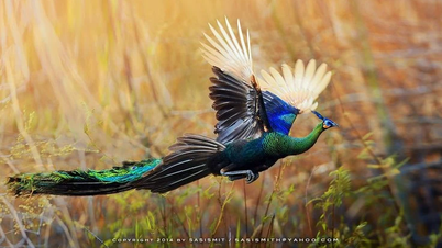 Admire the most charming creature in Vietnam's jungle