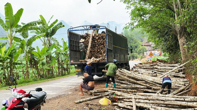 Chương trình phát triển lâm nghiệp bền vững tỉnh Bắc Kạn - Kỳ 1: Hiệu quả thiết thực từ chương trình