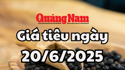 Giá tiêu hôm nay 20/6/2025 Đắk Lắk vẫn giữ đỉnh giá cao nhất khu vực