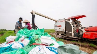 Hai Duong se esfuerza por completar la cosecha de arroz de invierno-primavera para el 25 de junio.