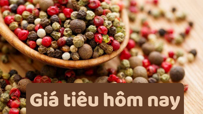 Giá tiêu hôm nay 20/6/2025: Giảm mạnh kỷ lục