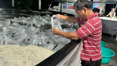 Der Preis für Weißbeingarnelen sank um mehr als 50.000 VND/kg