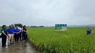 Tổng kết mô hình “Trồng lúa Việt Lai 20 sử dụng phân bón hữu cơ Quế Lâm năm 2025” - Báo Cao Bằng điện tử