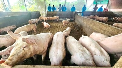 Cơ sở chăn nuôi lợn gia công cho CP: Duy trì đàn vật nuôi ổn định, đảm bảo thực hiện chăn nuôi tốt