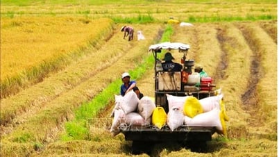 Rice price today June 20, 2025: Rice price slightly decreased