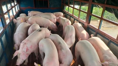 6月20日の豚肉価格：一部地域で若干下落