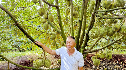 Cultivo de mini durianes en terrenos inclinados
