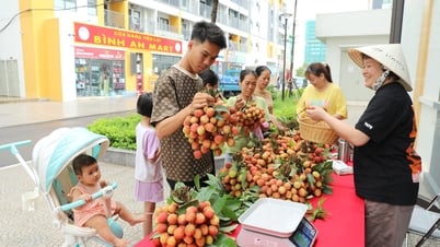 Hanoi City supports Bac Giang lychee sales points in urban areas and commercial centers