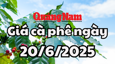 Giá cà phê hôm nay 20/6/2025 vẫn lạc quan sau đợt giảm mạnh