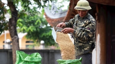 Mùa vàng hong thóc sân đình