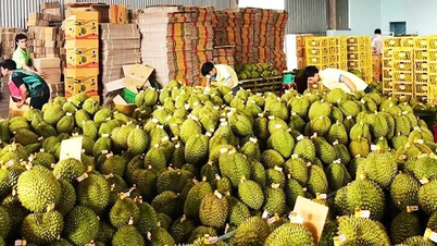 Para mantener el durian vietnamita fuerte a largo plazo