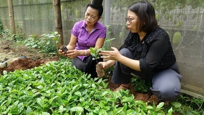 การจัดการคุณภาพเมล็ดพันธุ์กาแฟ