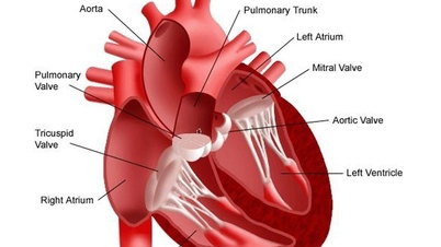 Si vous constatez ces 8 signes d’une maladie grave des valves cardiaques, consultez immédiatement un médecin.