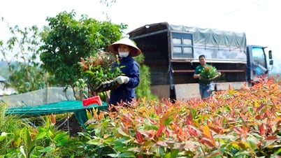 Hai Duong has 50 organizations and individuals trading in plant varieties that have provided information to the Department of Agriculture and Environment.