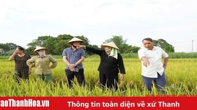 Hỗ trợ hơn 105 triệu đồng cho các hộ dân bị thiệt hại do lúa trỗ không kết hạt