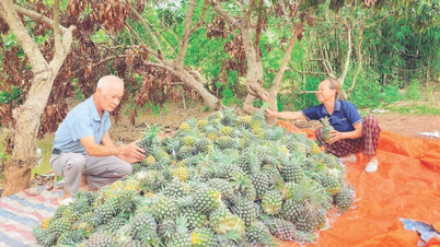 “Cây làm giàu” trên vùng đất Bắc Giang