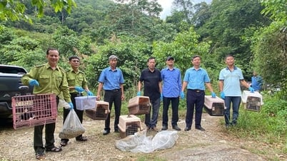 動物を森に戻す