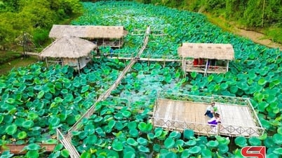 Lotus pond blooming in the middle of the forest