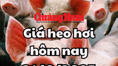 Giá heo hơi hôm nay 21/6/2025: Lặng sóng trên cả nước