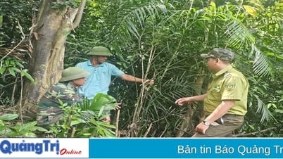 Potencial de los modelos económicos bajo el dosel forestal
