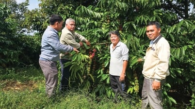 Người đưa sầu riêng về vùng đất Tân Thượng