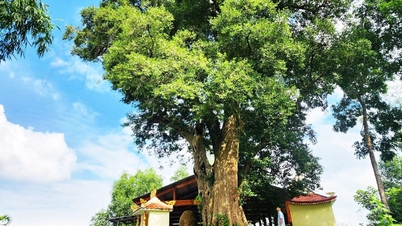 មែកធាងបេតិកភណ្ឌពិសេសរបស់វៀតណាម៖ កន្លែងសង្កេត Kơnia