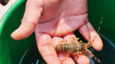 Mưu sinh dưới đáy rạn