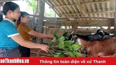 Đồng hành cùng phụ nữ vùng cao phát triển kinh tế