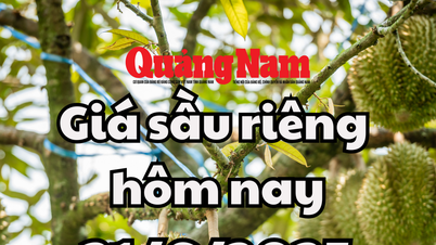Giá sầu riêng hôm nay 21/6/2025: Musang King có thêm đợt tăng mới