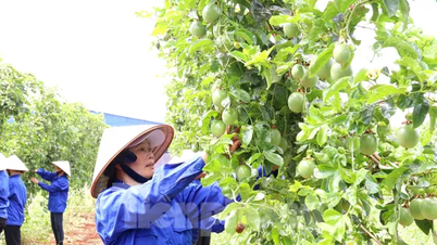 Người dân cùng liên kết giúp nông dân thoát nghèo, phát triển kinh tế