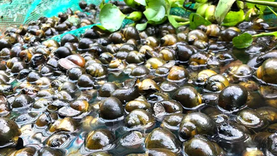 Hướng đi thoát nghèo từ mô hình nuôi ốc