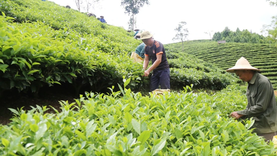 Mường Khương: Sản lượng chè búp tươi đạt hơn 25,7 nghìn tấn