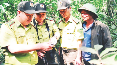 ជំនួយការដ៏មានប្រសិទ្ធភាពក្នុងការការពារ "សួតបៃតង" នៅភូថូ