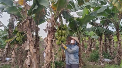 Kim Dong: More than 170 hectares of bananas grown according to VietGAP standards