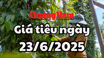 Tin tức, dự báo giá tiêu ngày mai 23/6/2025 tin tức lạc quan tới