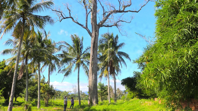 Les arbres anciens du site historique de Tay Son Thuong Dao.