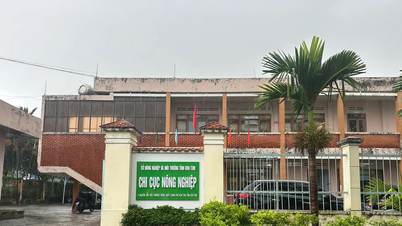 Xử lý trách nhiệm tập thể, cá nhân cấp sai giấy xác nhận mã số vùng trồng sâm Ngọc Linh