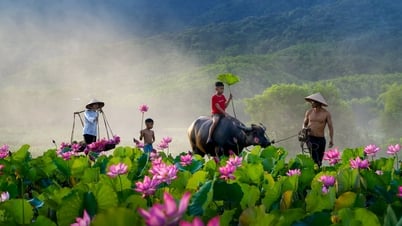 This morning on Tra Ly lotus field
